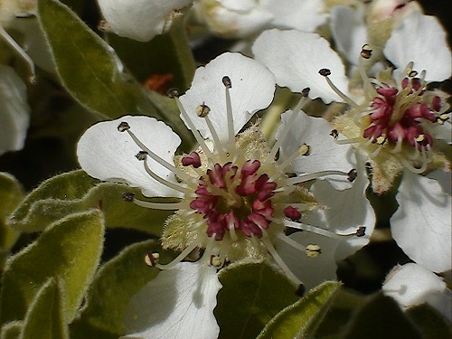 Pyrus spinosa / pero mandorlino